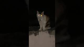 Download lagu Ghost cat 😱#cat #cats #shorts #shortsfeed #cute #kitten #love #viral #trending #catlovers mp3