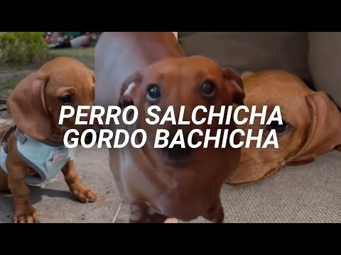 "Perro salchicha, gordo bachicha 💓" || María Elena Walsh - Perro Salchicha