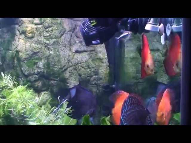 Planted Discus tank with Hydor Wavemaker