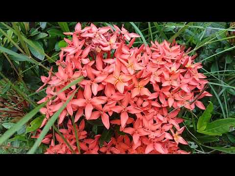 Ixora flower, spark flower blowing in the wind  ดอกเข็มท่ามกลางสายลม