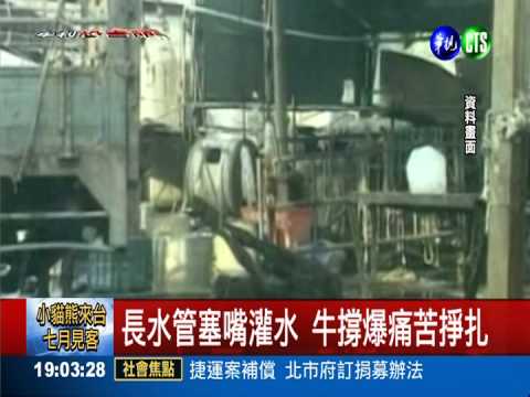 灌水牛殘忍凌虐 1天4次灌到死!