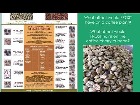 SCA Green Coffee Foundation - Part 4 - Sharing my old PowerPoint slides w/content explanations