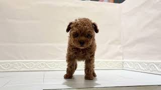 トイプードルの動画01