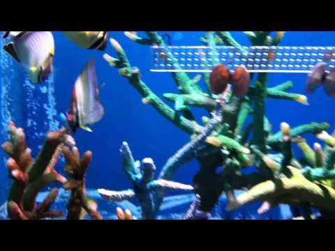 会計学科 ユーチューブyoutube.comが名古屋港水族館になった！感動のイルカや魚たち！税理士木村勝則の独り言！経営革新等支援機関近畿財務経済産業局認定木村勝則税理士事務所滋賀県高島市安曇川町