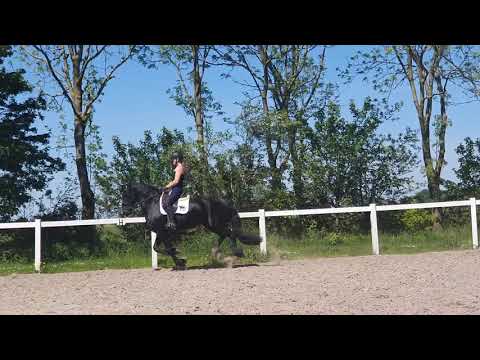 Stal Okkema's Eatske - Nane x Jasper - Mare - 2017