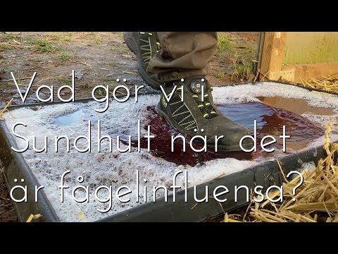 Vad gör vi i Sundhult  när det är fågelinfluensa?