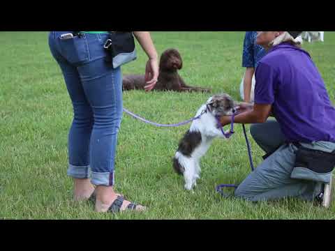 The Dog Wizard Chattanooga video.