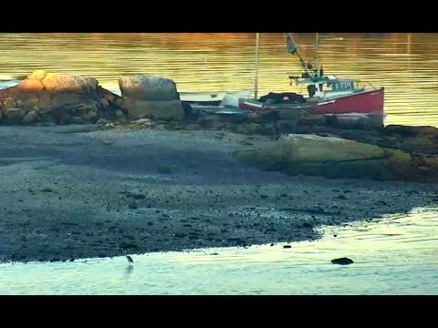 Humphrey fishing by the carwash. Hog Island Ospreys. 30 September 2019