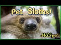 Getting a Pet Sloth | What You Need to Know