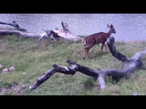 Djuma: Nyalas and Impalas - 14:39 - 11/29/2022