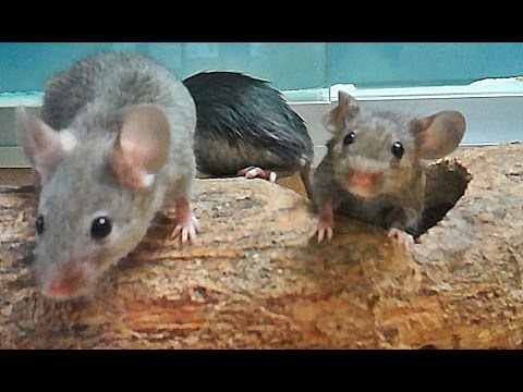Ratones y sus sonidos . Sonido del ratón