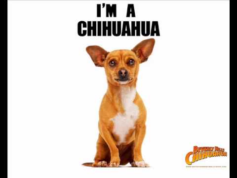 download lagu mp3 mp4 Beverly Hills Chihuahua Song, download lagu Beverly Hills Chihuahua Song gratis, unduh video klip Beverly Hills Chihuahua Song