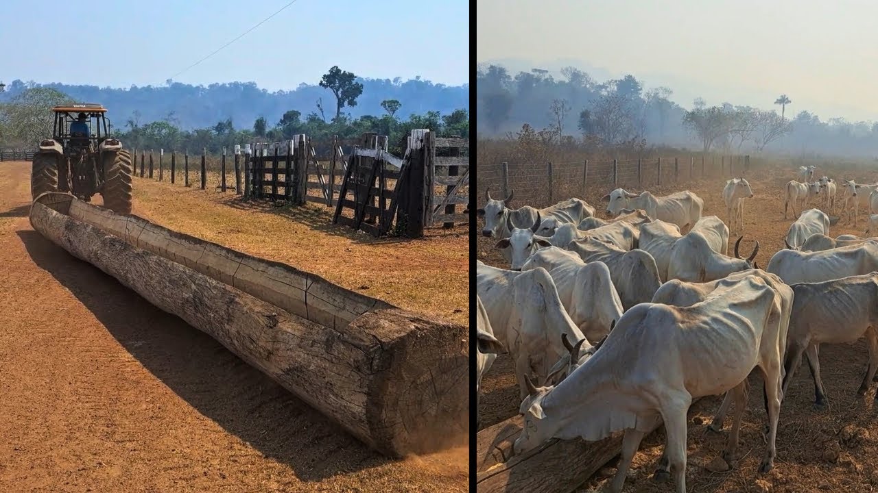 COLOCANDO RAÇÃO PARA O GADO NÃO MORRER DE FOME 😭