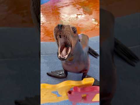 Самый смешной тюлень 😂 #истории #история #новости #новость #shorts