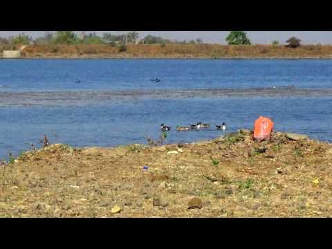 Pintail duck, Anas acuta, habitat of migratory  birds India.तलवार बदक स्थलांतरित पक्षी