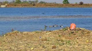 Pintail duck, Anas acuta, habitat of migratory  birds India.तलवार बदक स्थलांतरित पक्षी