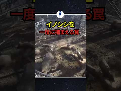 イノシシの定義