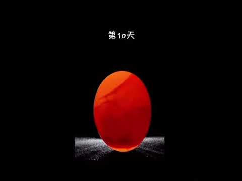 The development of a Pigeon Egg, Day 1 to 18