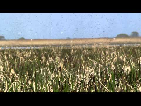 Biebrza 2011 - miliardy owadow