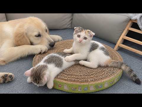 YouTube 썸네일