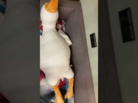 Goos#goose#goos#sleep#laugh#bed#recommended#rec#like#live#subscribe#shorts#shortsvideo#short#tank