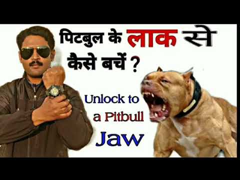 Unlock to a Pitbull jaw