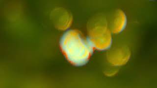 Abstractions of Light and Flowers into Atmospheres of Light