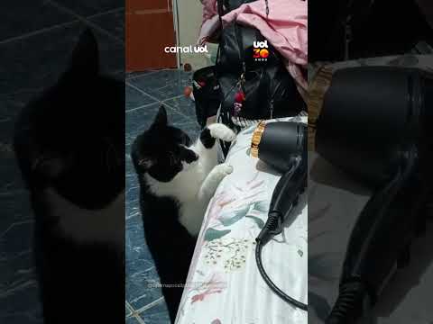 Boxe terapêutico? Gato desconta raiva de secador golpeando o aparelho