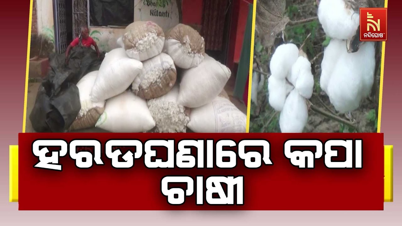 ଚିନ୍ତାରେ ରାୟଗଡା ଜିଲ୍ଲାର କପା ଚାଷୀ। ନିମ୍ନମାନର ଦର୍ଶାଇ ?