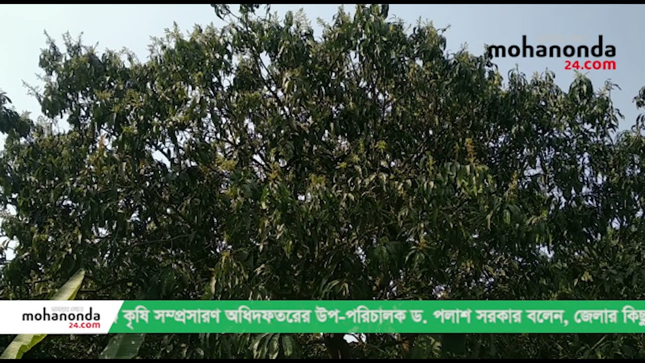 চাঁপাইনবাবগঞ্জের গাছে গাছে আমের মুকুল। আবহাওয়া অনুকূলে থাকায় চাঁপাইনবাবগঞ্জের আম গাছে আগাম মুকুল দেখা দিয়েছে।