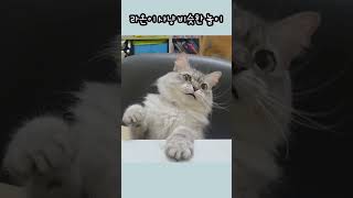 하노이 사는 고양이 라온이 사냥놀이 #하노이 #고양이 놀이 #나 볼라고 만든거 #하노이고양이 #고양이입양