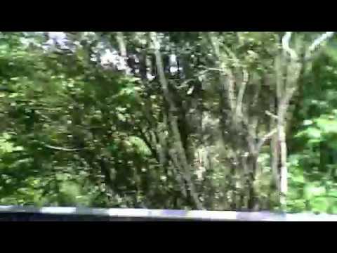 Tina Guo Vlog - Monkey sightings on the way to Lake Toba, Indonesia 2009