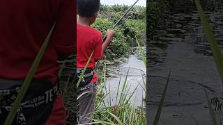 Download lagu Ngeri!!!! Tarikannya berat//casting ikan gabus #fishing #rawapening #mancing #ikan @FebriMancing mp3 Download lagu Ngeri!!!! Tarikannya berat//casting ikan gabus #fishing #rawapening #mancing #ikan @FebriMancing mp3