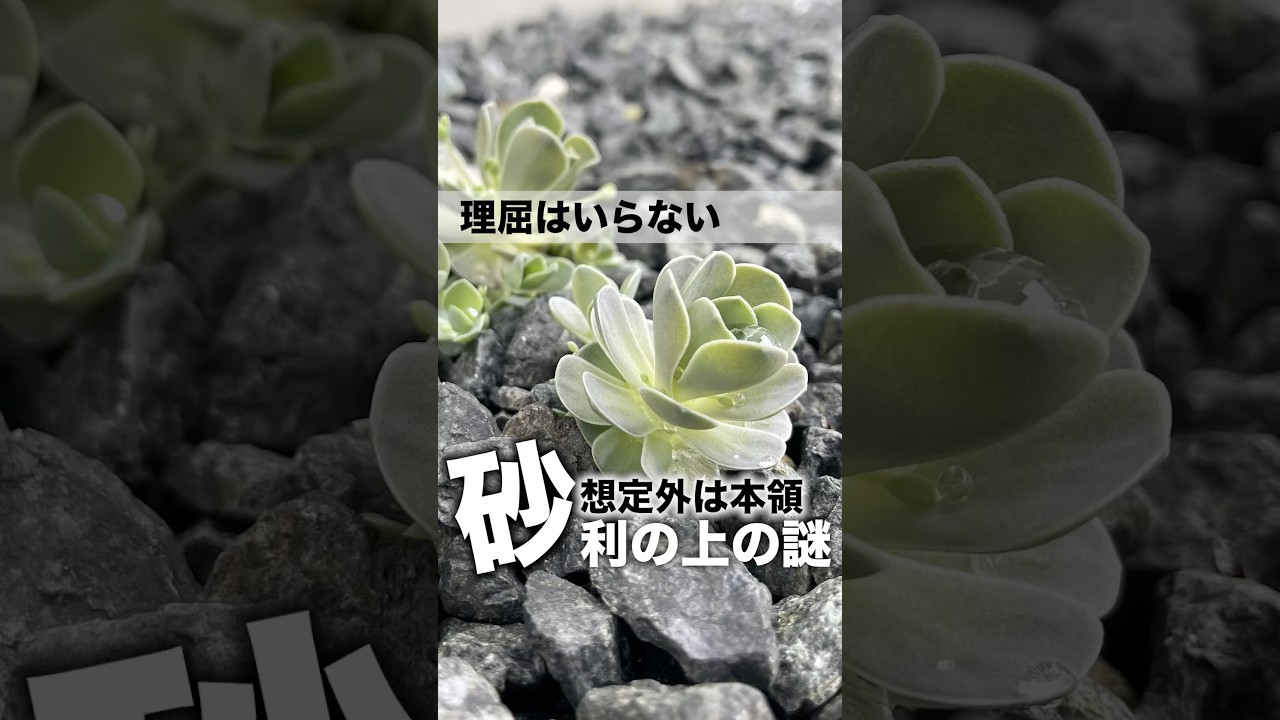 何で砂利で育つ！？想定外の多肉たち #succulent #多肉植物 #エケベリア #モキモキ