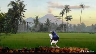 Download lagu SUARA PAGI KACER ALAM LIAR mp3 Download lagu SUARA PAGI KACER ALAM LIAR mp3