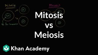 Comparing mitosis and meiosis  Cells  MCAT  Khan A