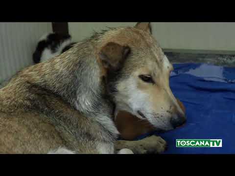 2017-12-27 PRATO - BOTTI FINE ANNO, I CONSIGLI IN DIFESA DEGLI ANIMALI