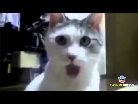 die katzen k�nnen singen