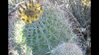 who do you love townes van zandt live