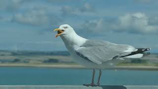 Johns Pasty crust stolen by seagull .... incredible!