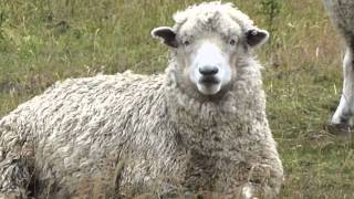 preview picture of video 'Cool Sheep from Invercargill'