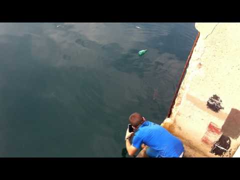 Dressage de Sophie la Baliste au Port de Marseille !