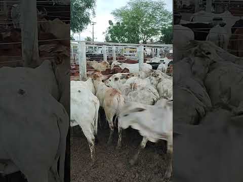 FEIRA DO GADO EM CIPÓ BA#nelore#boi#bezerro#feiradegado