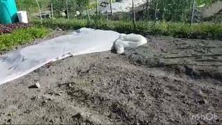 Vegetables cultivation in Helsinki Finland