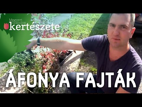 áfonya a pikkelysömör kezelésében)