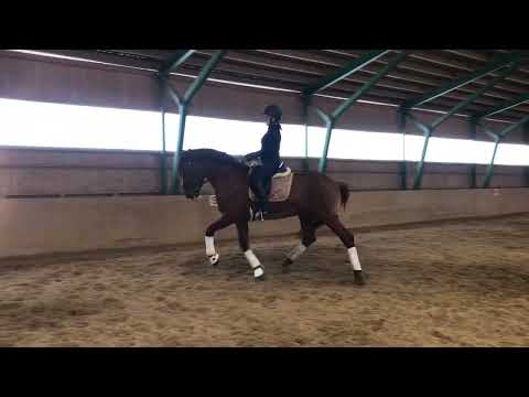 Hessin Leevi treenaa. Hevosurheilu