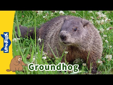 Meet the Animals | Groundhog🐿 | Rodents | Wildlife Animals | Groundhog Day| Kindergarten