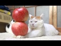 Gatos, mucho más que mascotas