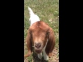 Goat Says What What