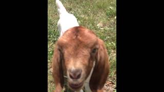 Goat says what what